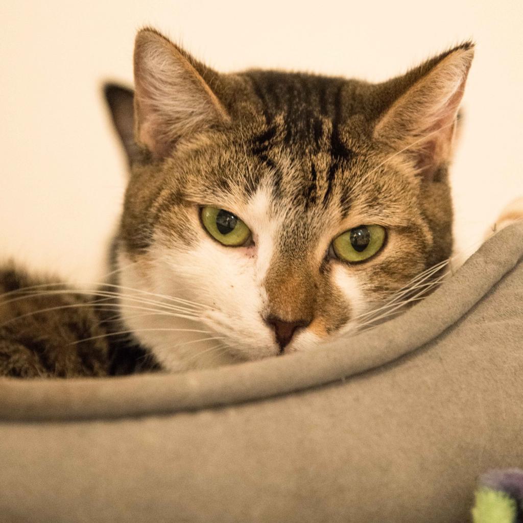 Ursula, an adoptable Domestic Short Hair in Cumming, GA, 30040 | Photo Image 2