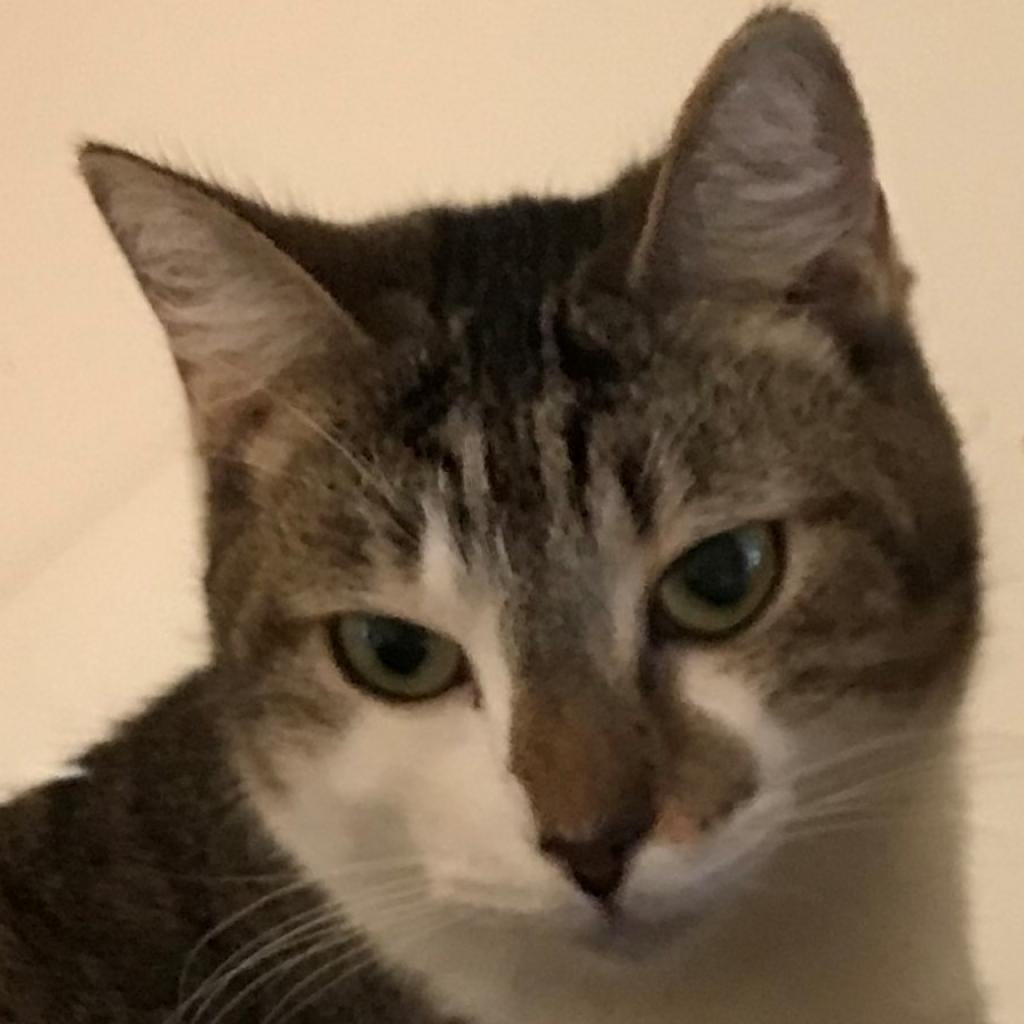 Ursula, an adoptable Domestic Short Hair in Cumming, GA, 30040 | Photo Image 2