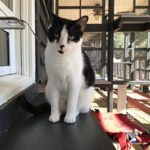 Mitzi, an adoptable Domestic Short Hair in Cumming, GA, 30040 | Photo Image 3