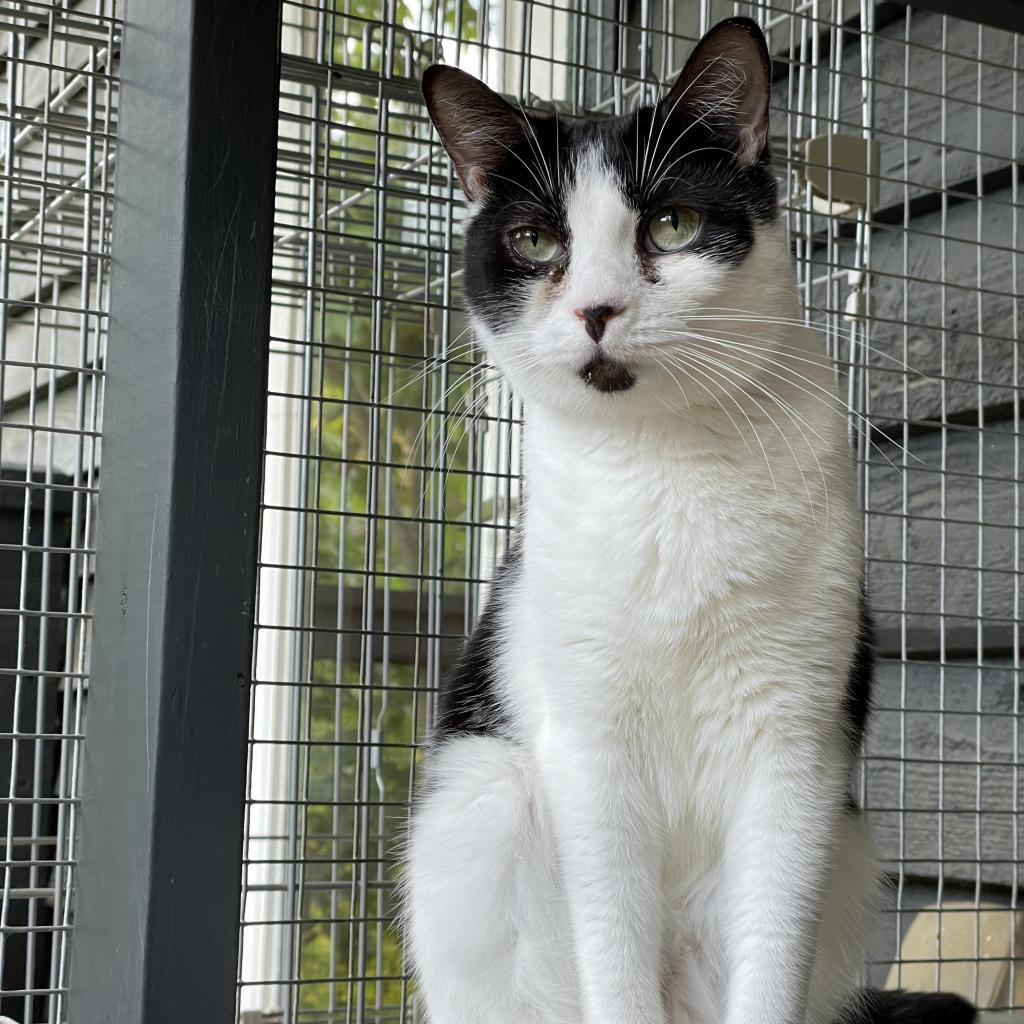 Mitzi, an adoptable Domestic Short Hair in Cumming, GA, 30040 | Photo Image 3