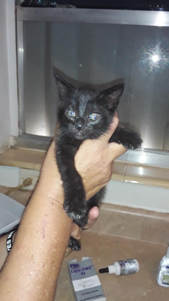 Java aka Tianna, an adoptable Domestic Short Hair in Fort Lauderdale, FL, 33316 | Photo Image 2