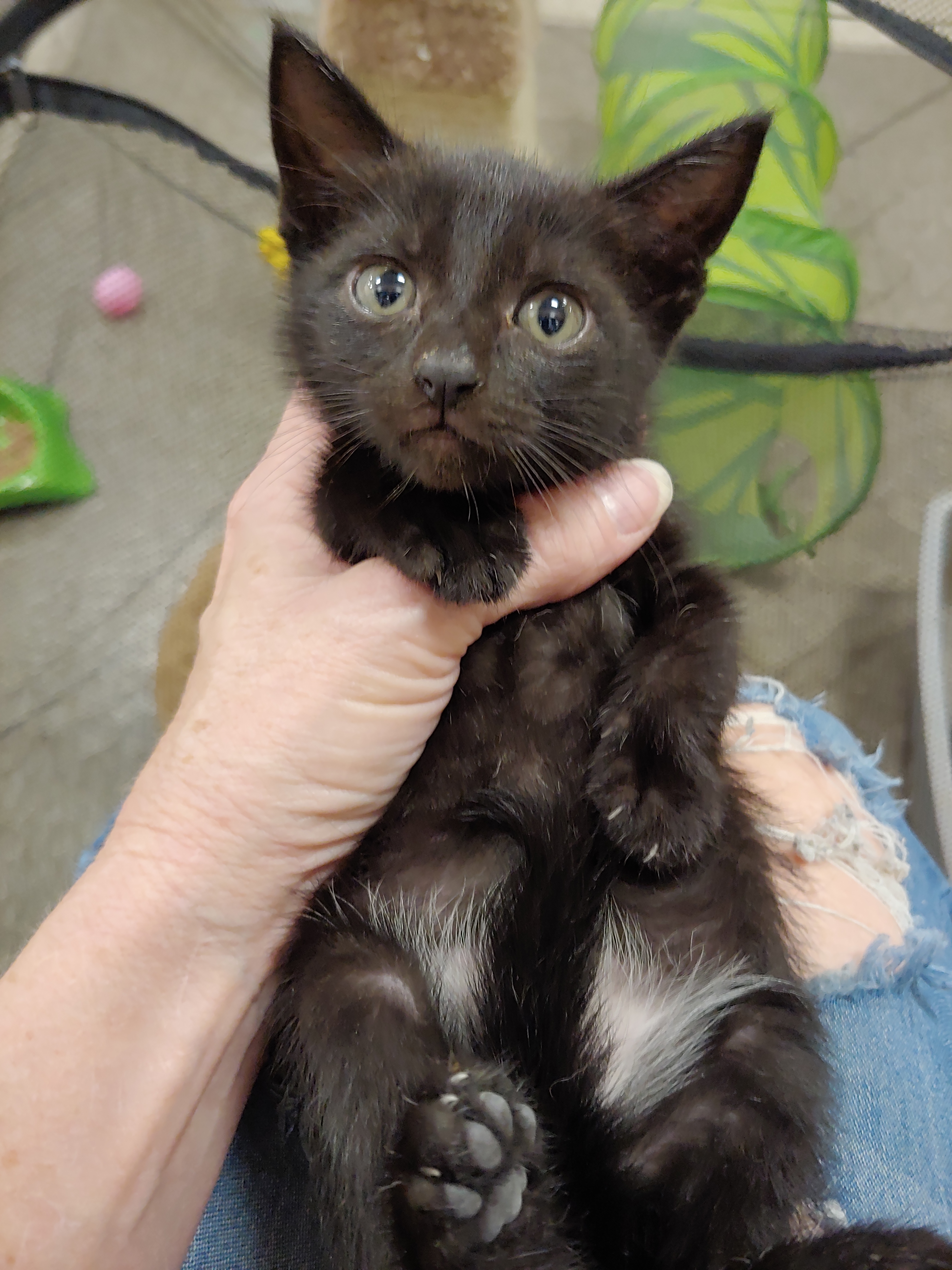 Java aka Tianna, an adoptable Domestic Short Hair in Fort Lauderdale, FL, 33316 | Photo Image 4