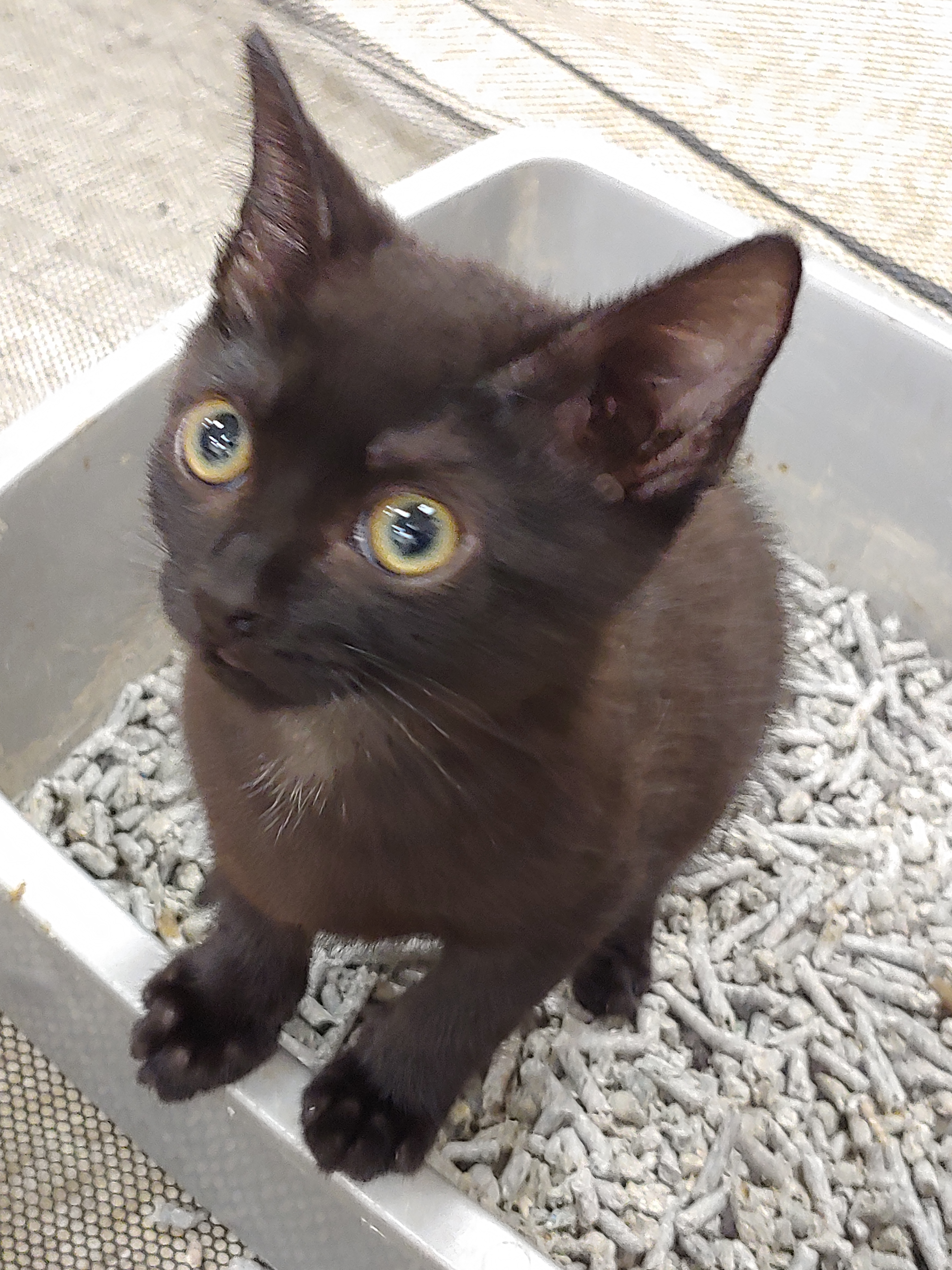 Java aka Tianna, an adoptable Domestic Short Hair in Fort Lauderdale, FL, 33316 | Photo Image 6