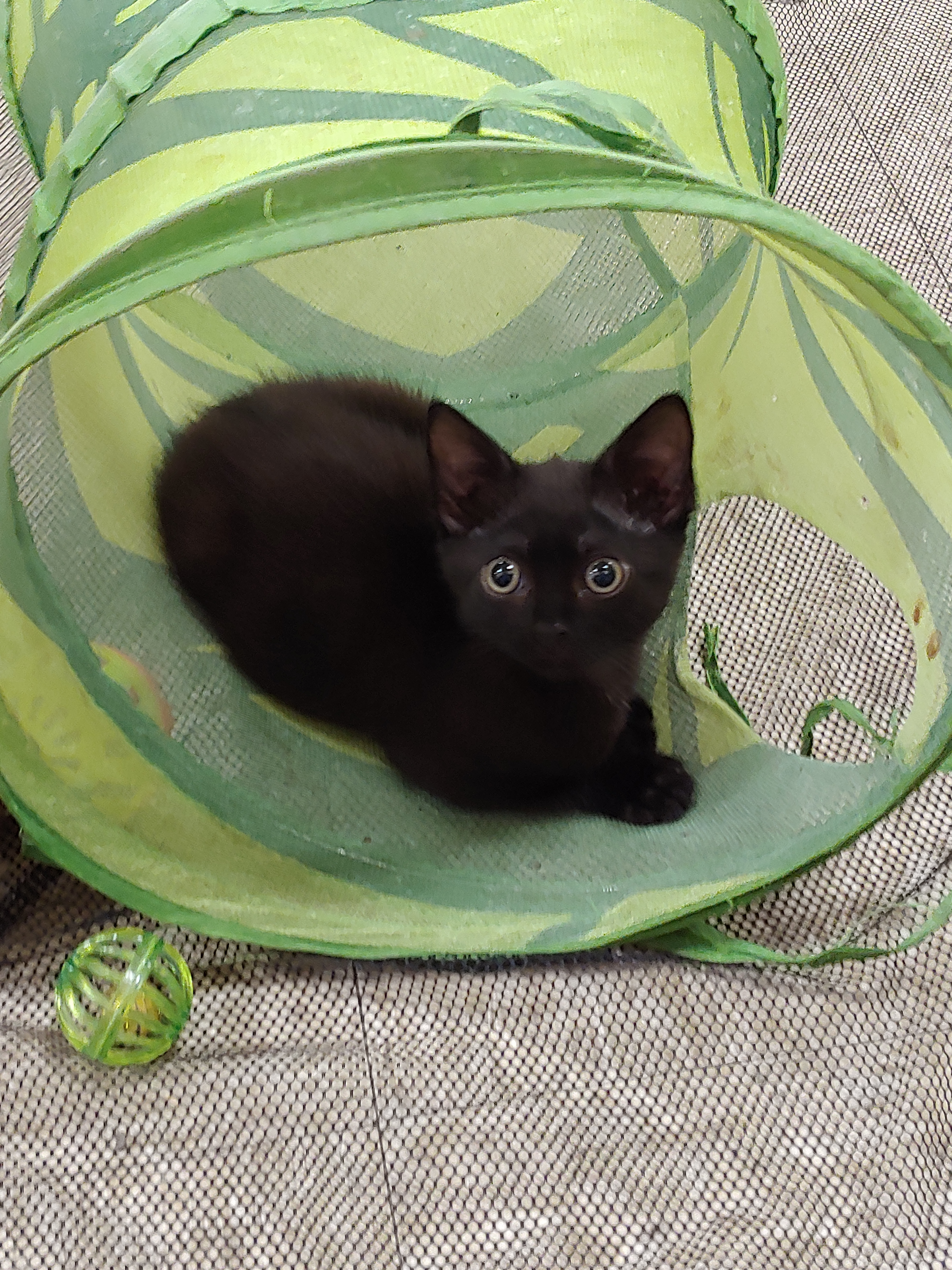 Java aka Tianna, an adoptable Domestic Short Hair in Fort Lauderdale, FL, 33316 | Photo Image 7