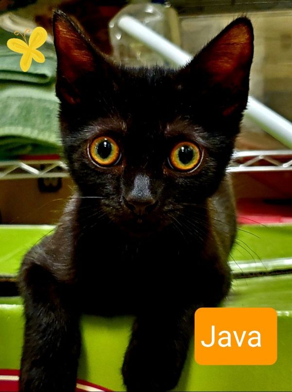 Java Aka Tianna thumbnail 8