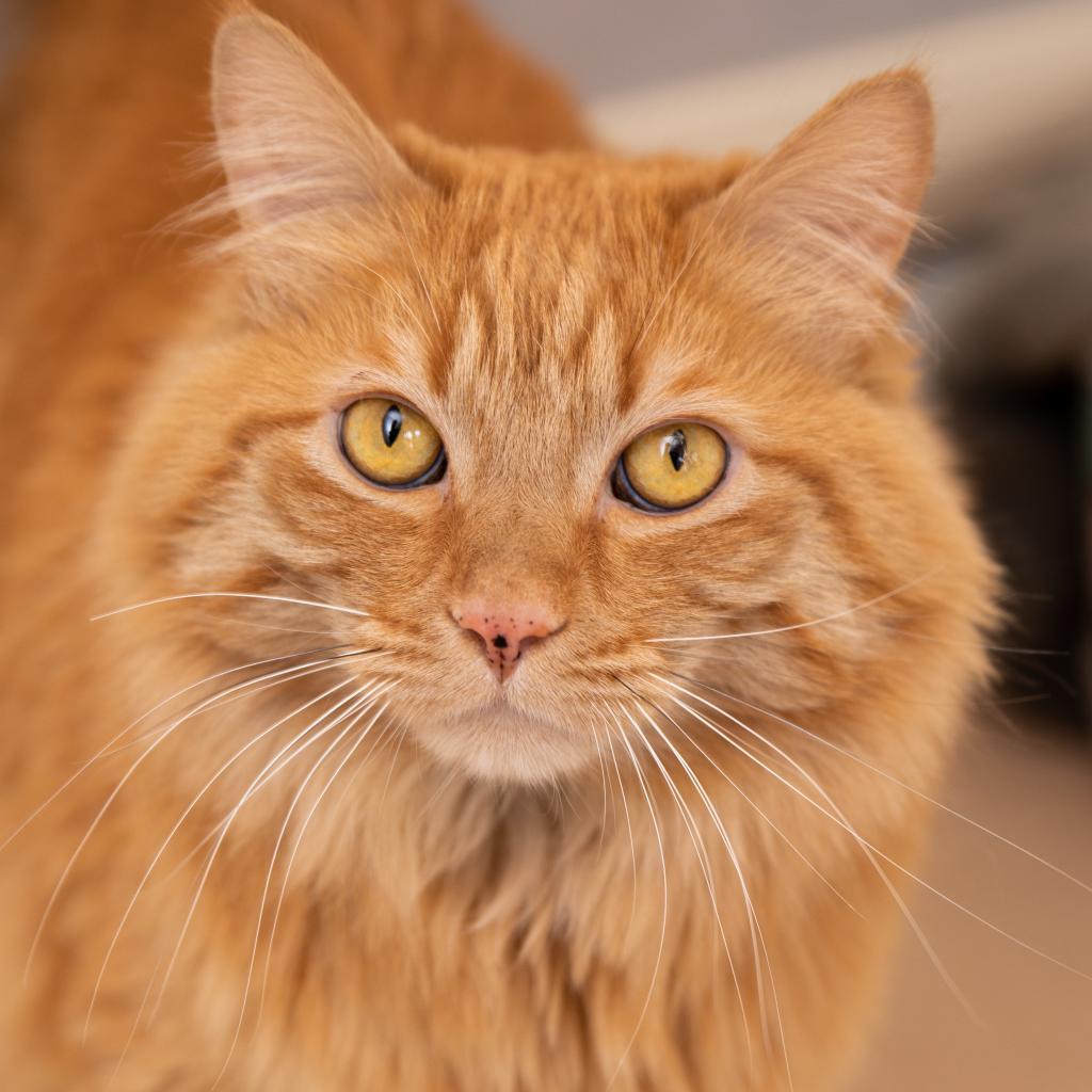 Ozai, an adoptable Domestic Long Hair in Kanab, UT, 84741 | Photo Image 1