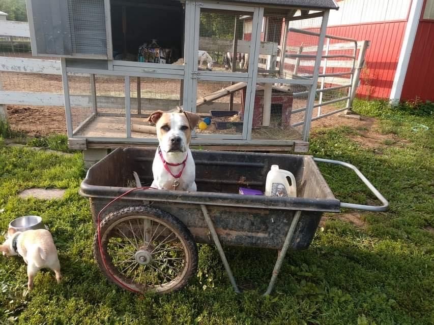 Jackson, an adoptable Boxer, Hound in East Amherst, NY, 14051 | Photo Image 2