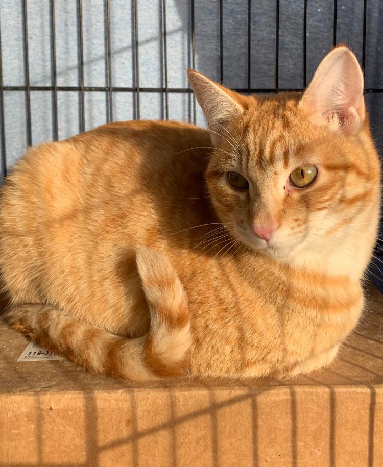 Rufus, an adoptable Domestic Short Hair in Redding, CA, 96099 | Photo Image 1