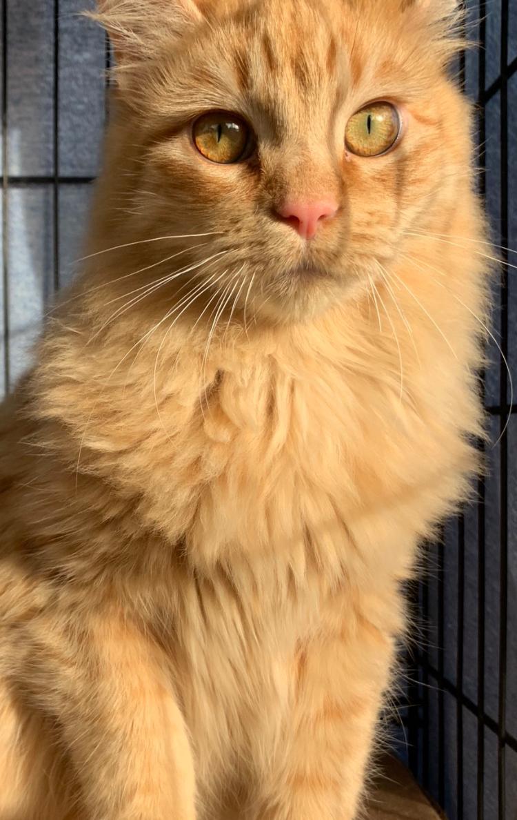 Archie, an adoptable Domestic Medium Hair, Maine Coon in Redding, CA, 96099 | Photo Image 1