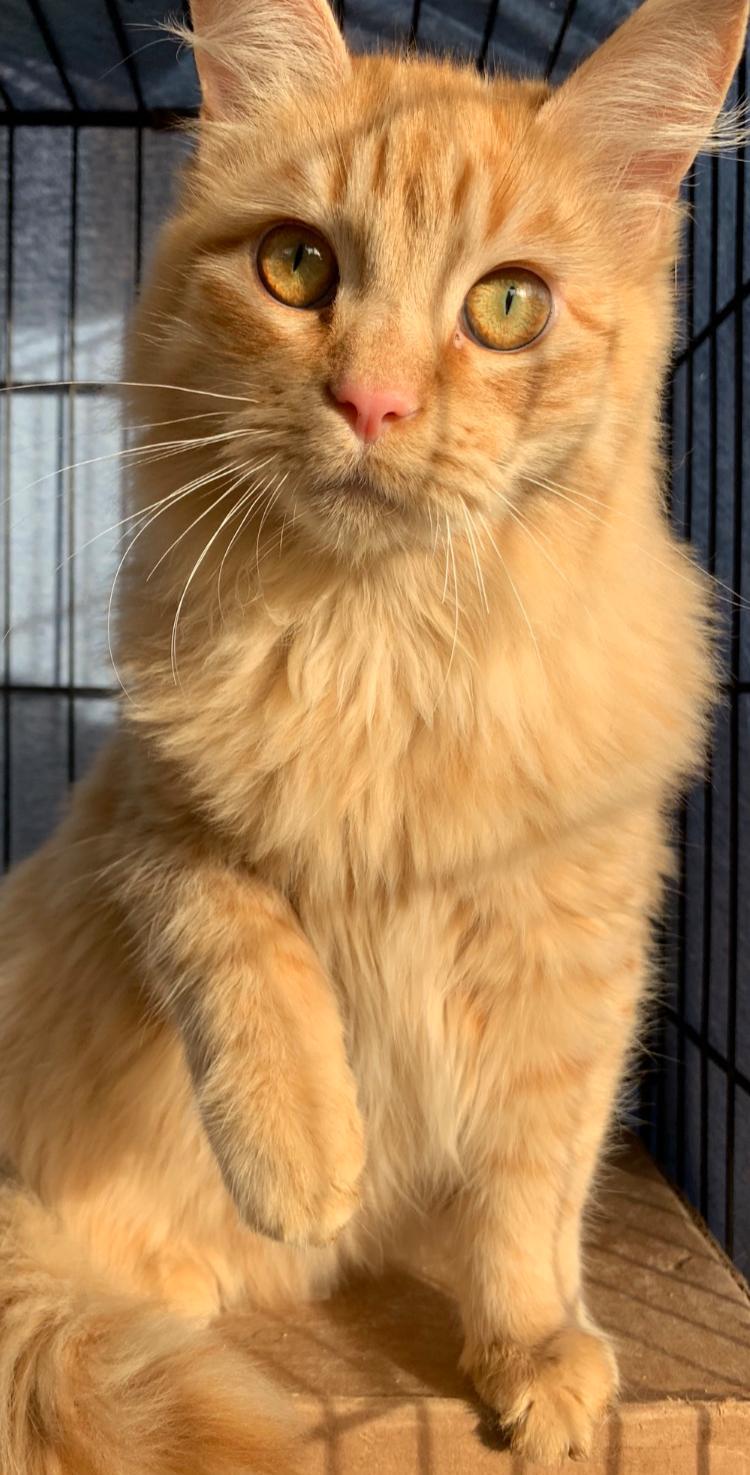 Archie, an adoptable Domestic Medium Hair, Maine Coon in Redding, CA, 96099 | Photo Image 2