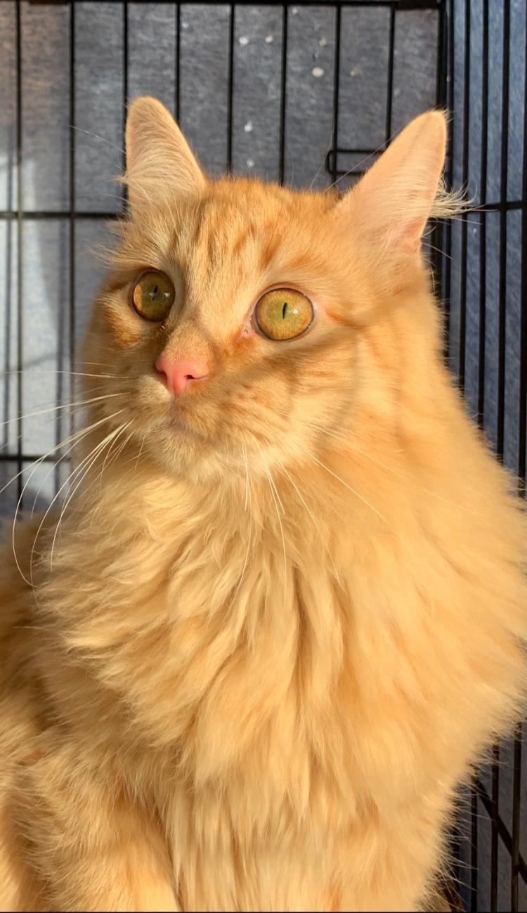 Archie, an adoptable Domestic Medium Hair, Maine Coon in Redding, CA, 96099 | Photo Image 3