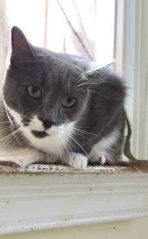 Smallz, Adult Male Domestic Short Hair