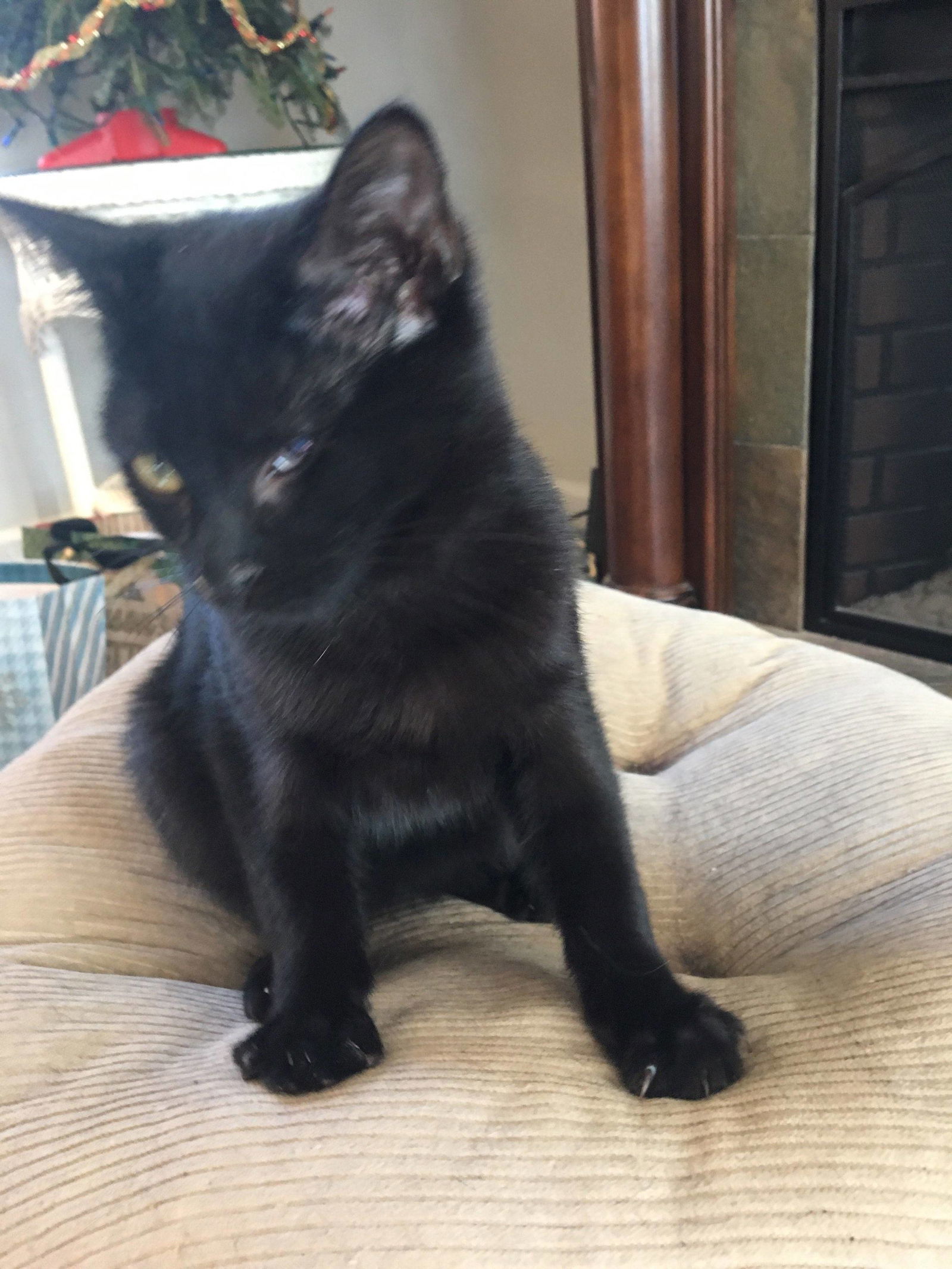 Lucy (cat), an adoptable Domestic Short Hair in Pittsboro, NC, 27312 | Photo Image 1