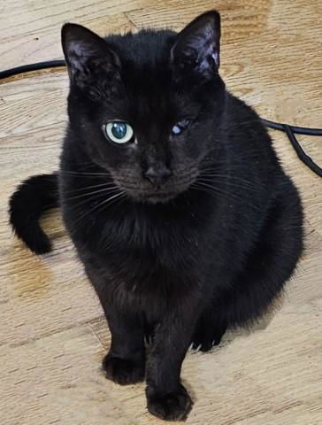 Lucy (cat), an adoptable Domestic Short Hair in Pittsboro, NC, 27312 | Photo Image 1