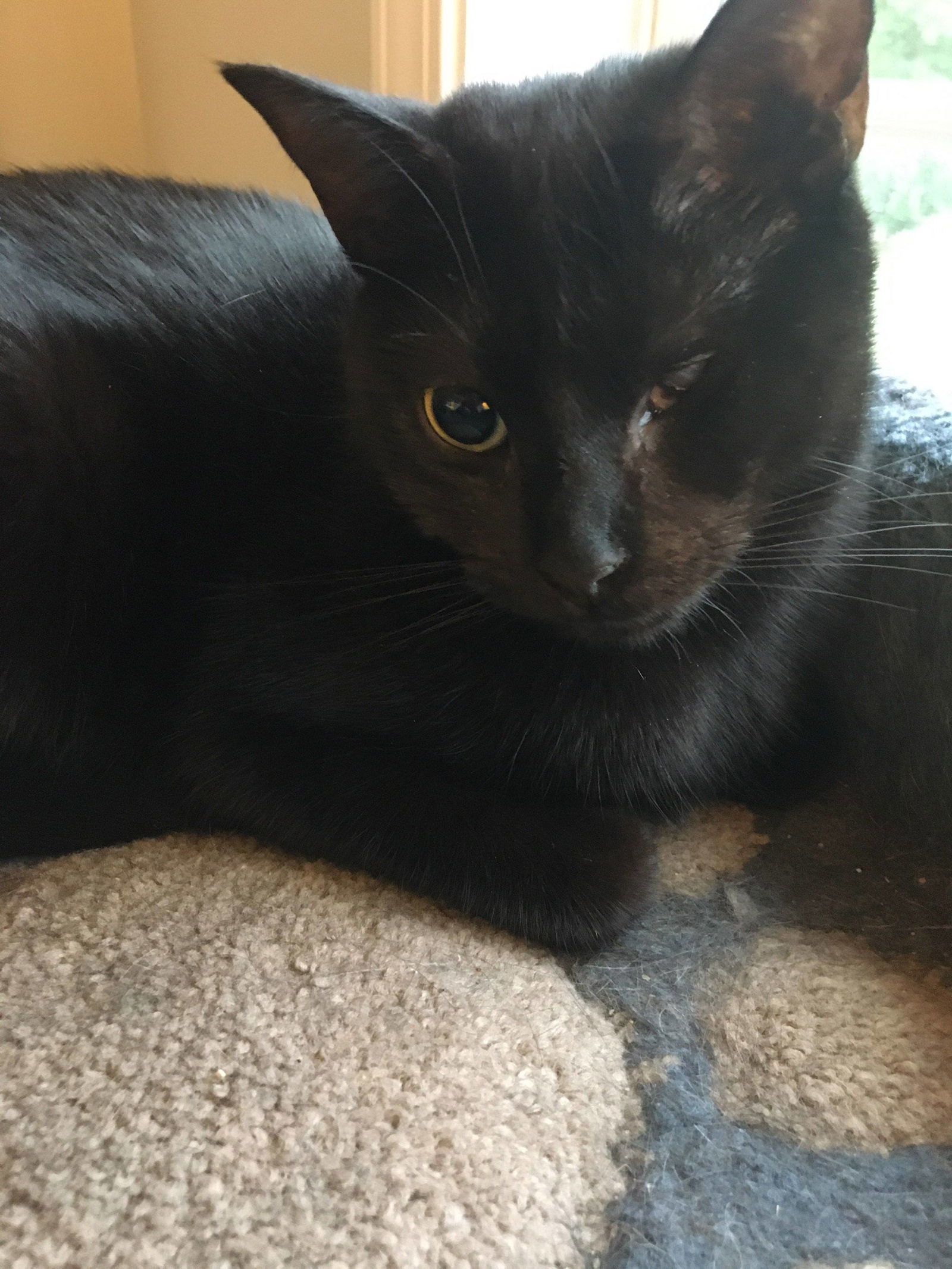 Lucy (cat), an adoptable Domestic Short Hair in Pittsboro, NC, 27312 | Photo Image 2