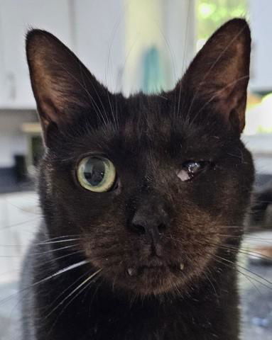 Lucy (cat), an adoptable Domestic Short Hair in Pittsboro, NC, 27312 | Photo Image 2