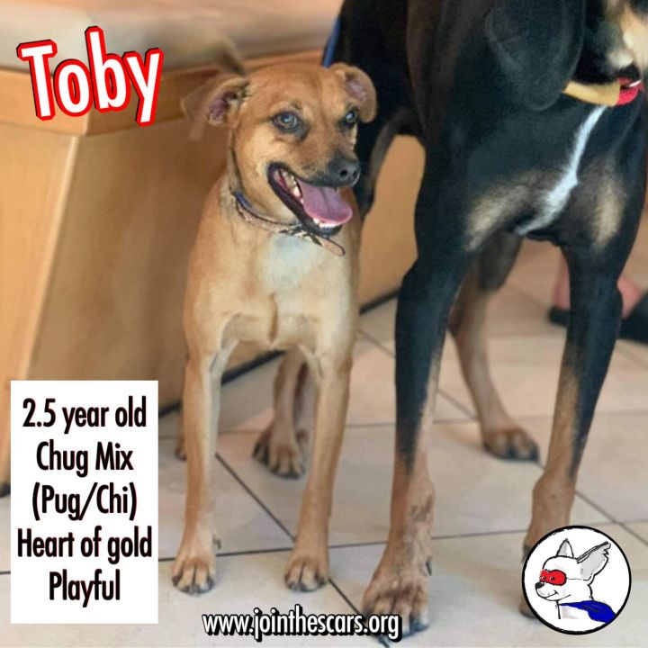 Toby 5