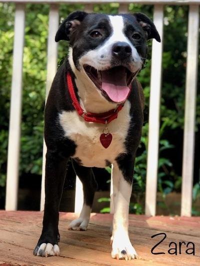 australian shepherd bulldog mix