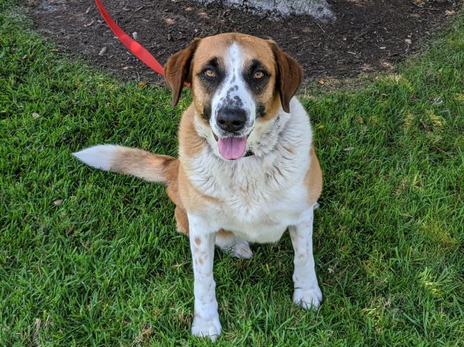 Download Dog For Adoption Astrid A Saint Bernard Beagle Mix In San Clemente Ca Petfinder