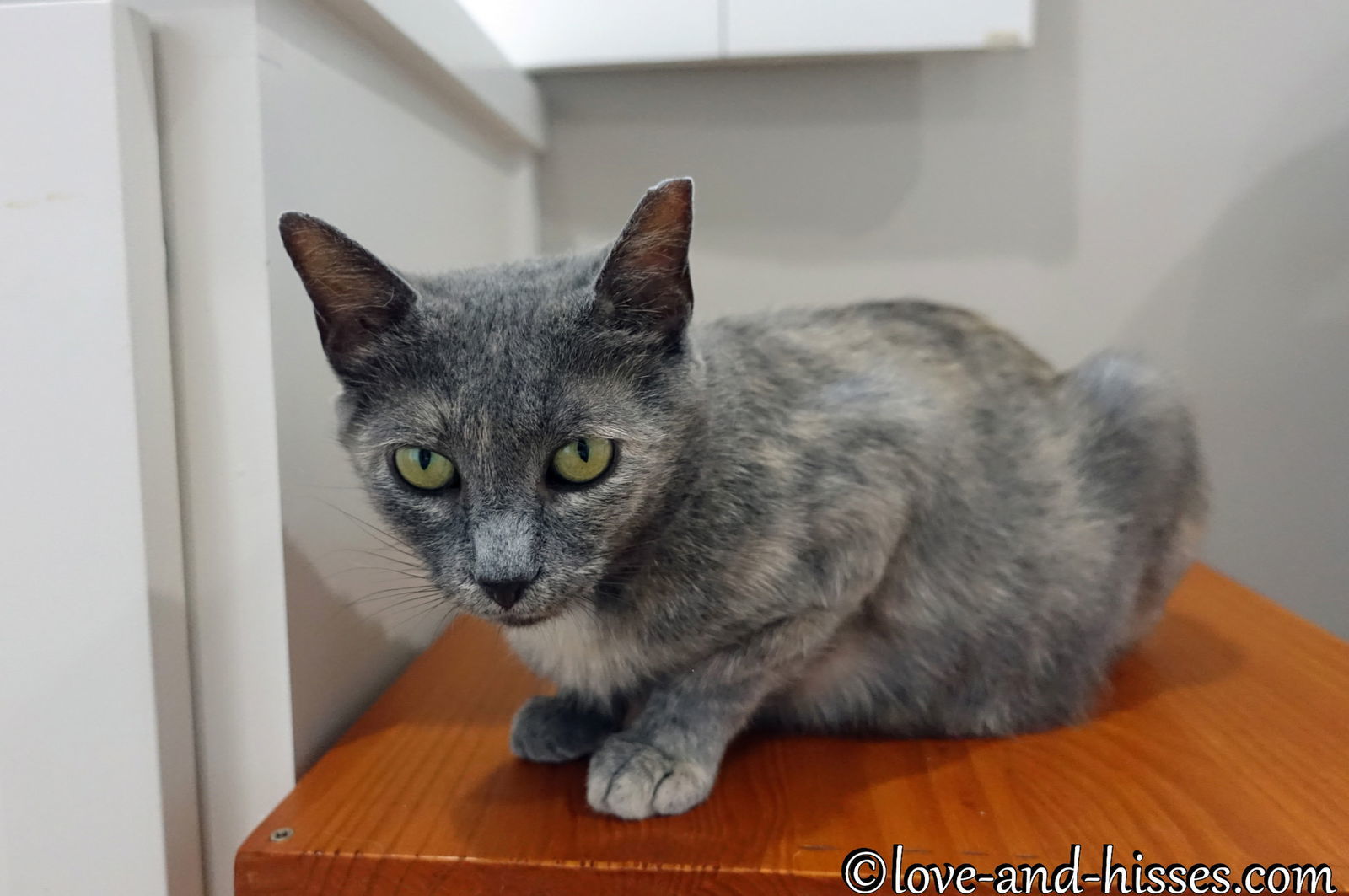 KRISTI, an adoptable Tortoiseshell in Capshaw, AL, 35742 | Photo Image 1