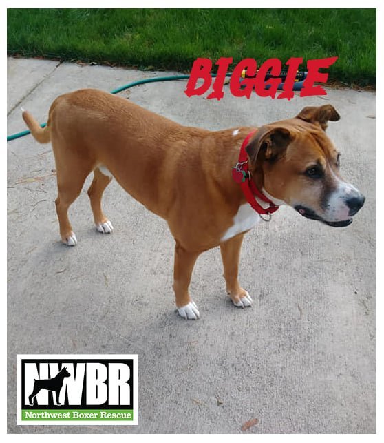 Biggie, an adoptable Boxer, Labrador Retriever in Everett, WA, 98201 | Photo Image 1