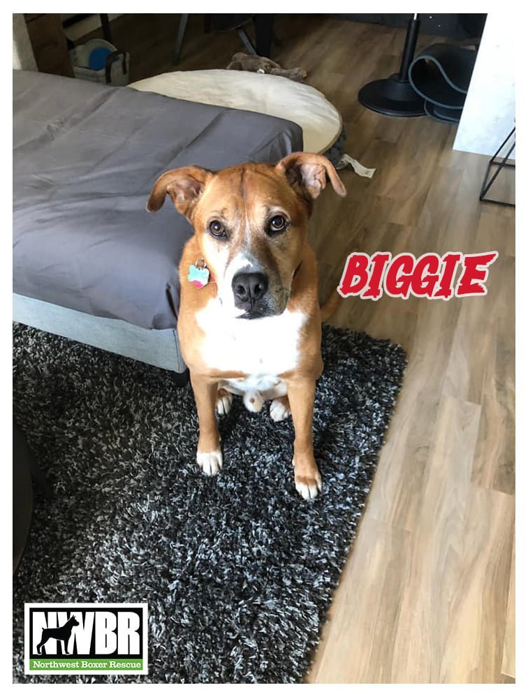 Biggie, an adoptable Boxer, Labrador Retriever in Everett, WA, 98201 | Photo Image 2