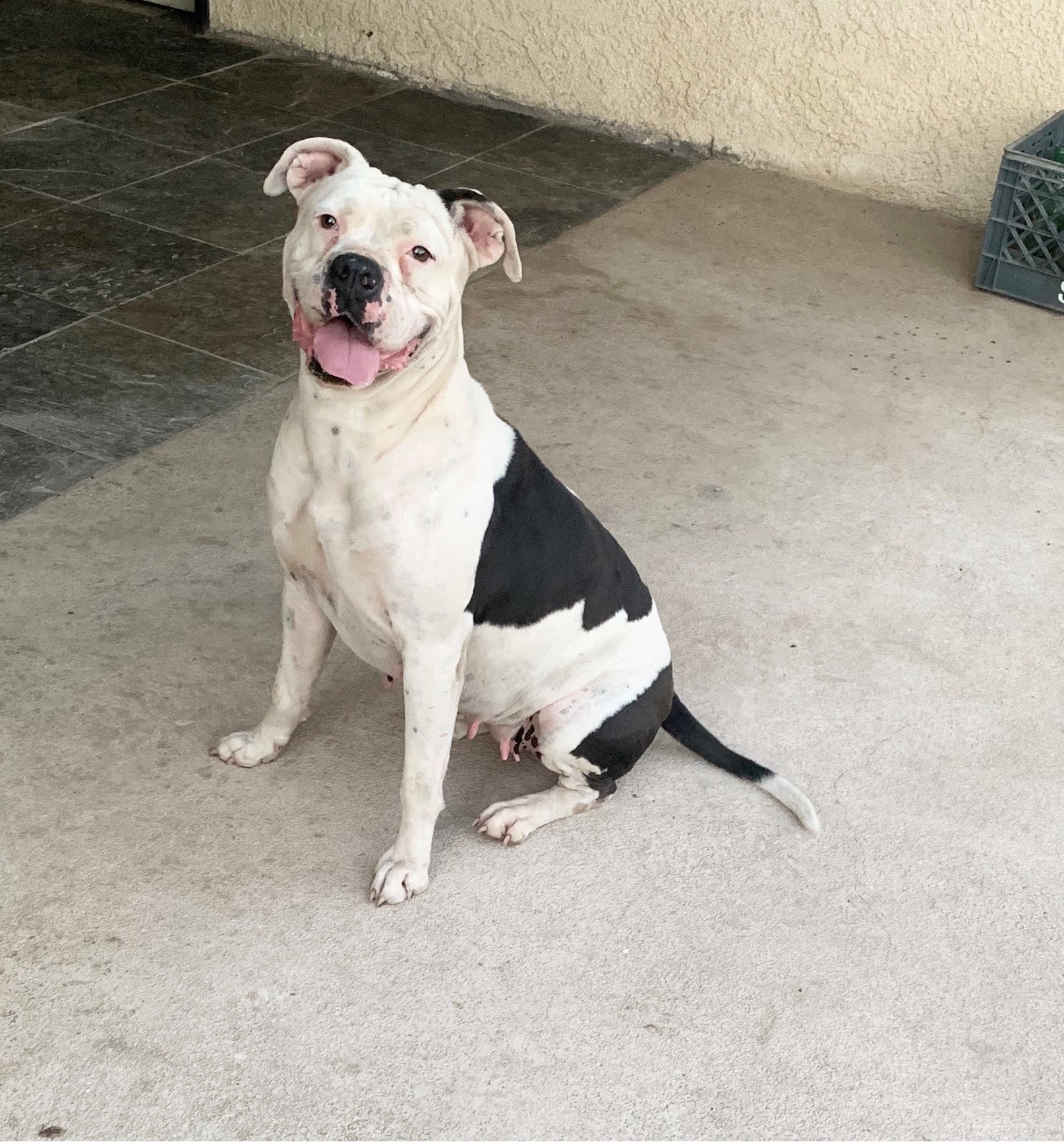 Amora, an adoptable American Bulldog, Boxer in Santa Ana, CA, 92704 | Photo Image 2