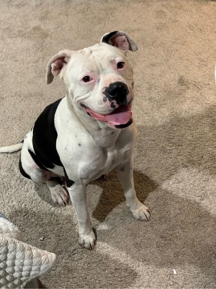 american bulldog pitbull boxer mix