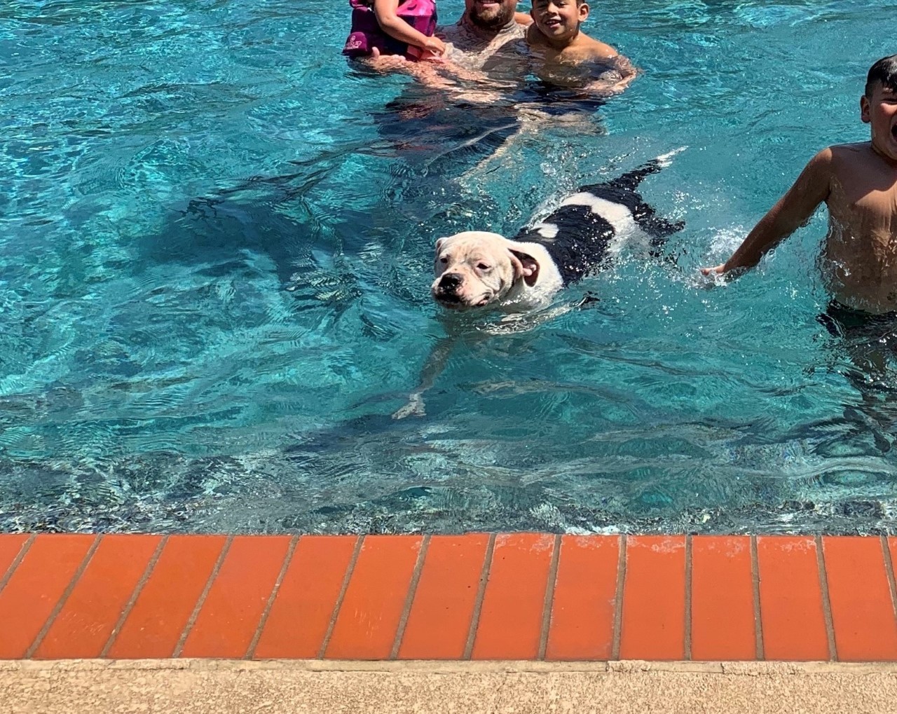 Amora, an adoptable American Bulldog, Boxer in Santa Ana, CA, 92704 | Photo Image 5