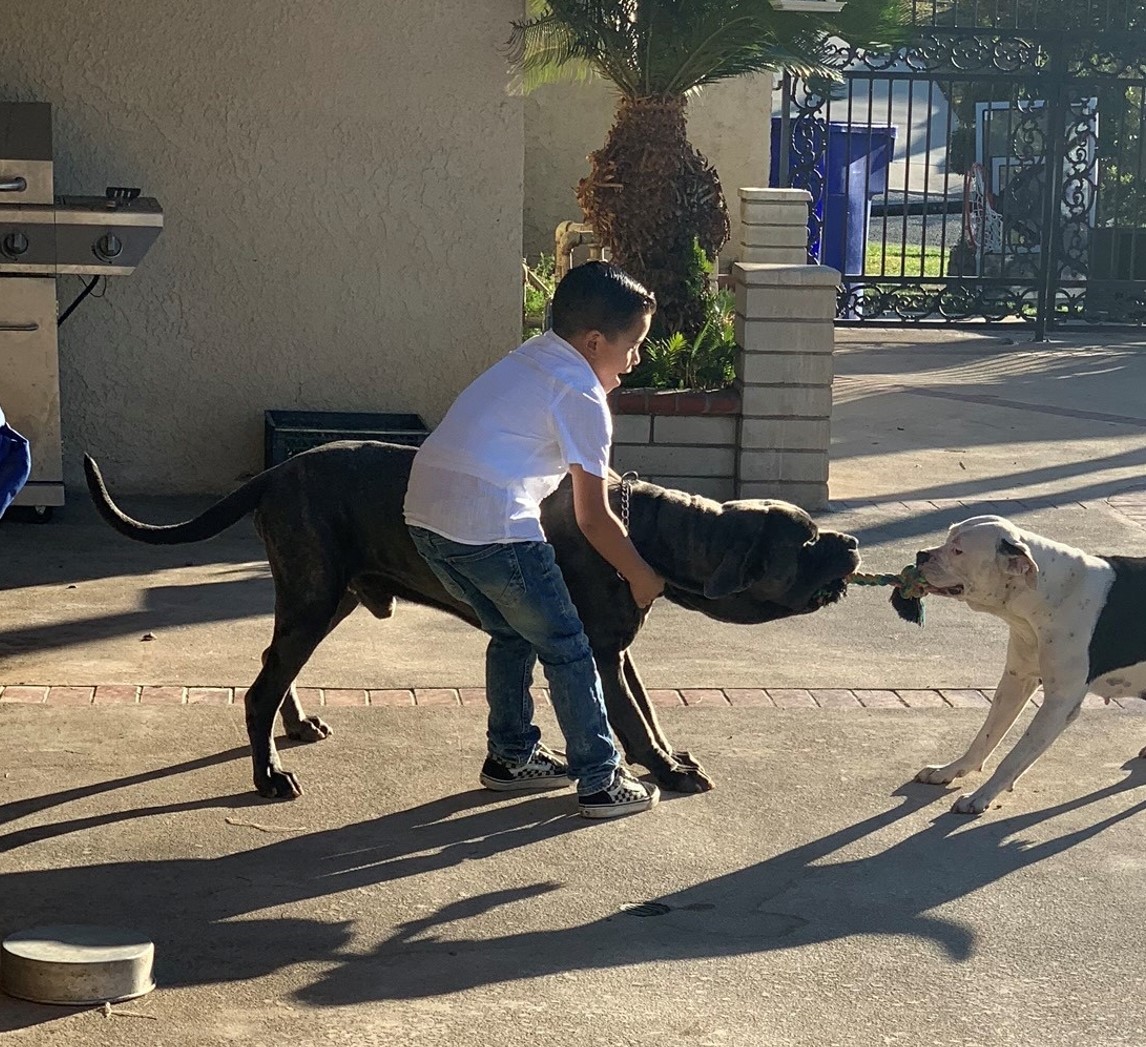 Amora, an adoptable American Bulldog, Boxer in Santa Ana, CA, 92704 | Photo Image 6