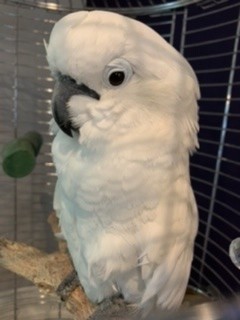 Missy, an adopted Cockatoo in North Babylon, NY_image-1