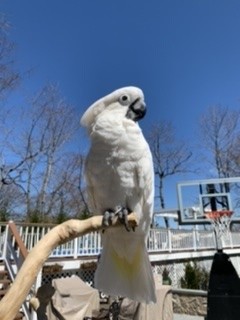 Missy, an adopted Cockatoo in North Babylon, NY_image-3