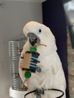 Missy, an adopted Cockatoo in North Babylon, NY_image-4