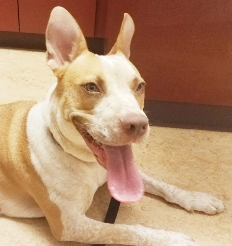 Kona, an adoptable American Staffordshire Terrier, Australian Cattle Dog / Blue Heeler in Olalla, WA, 98359 | Photo Image 2