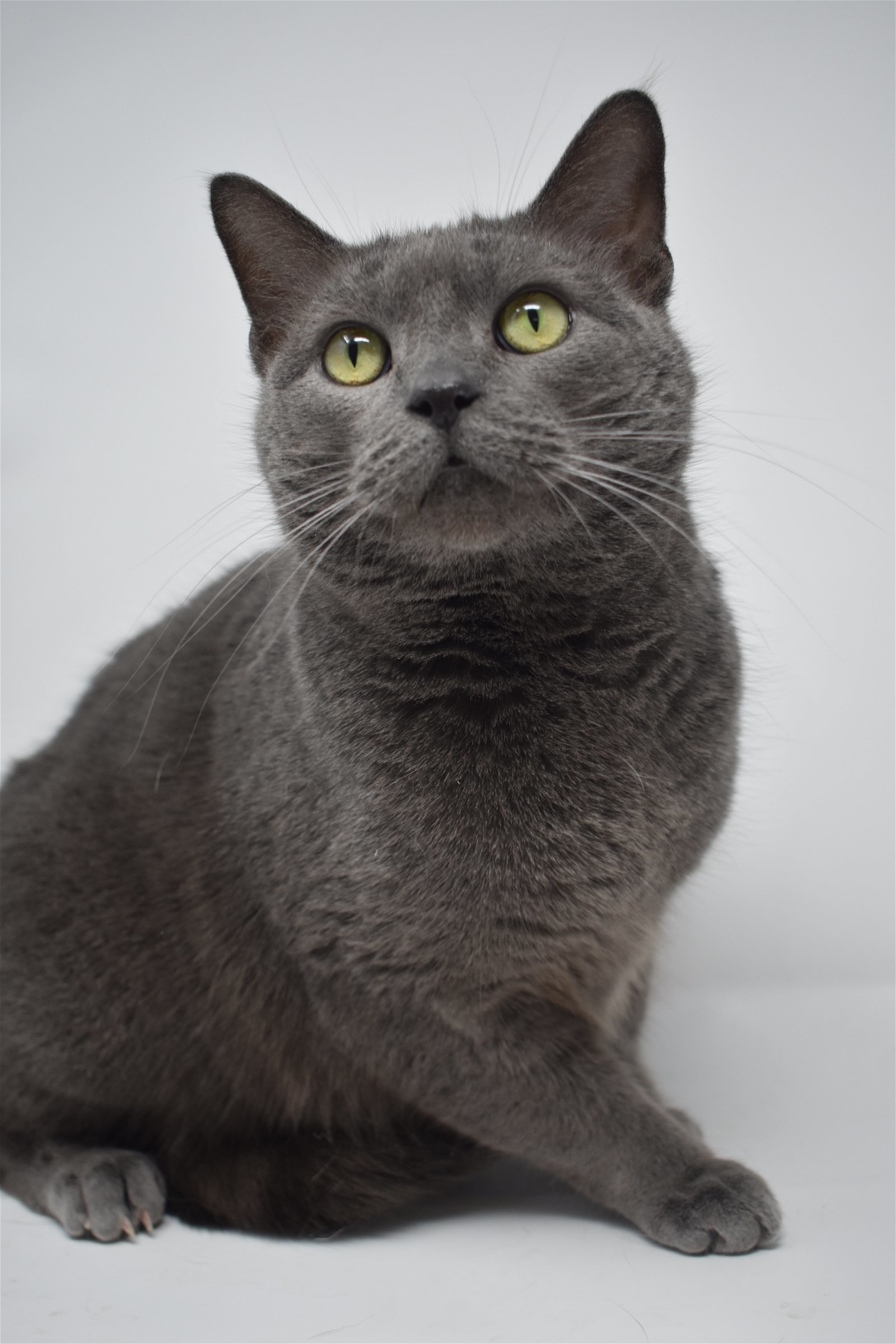 Carla, an adoptable Domestic Short Hair in Williamston, MI, 48895 | Photo Image 2