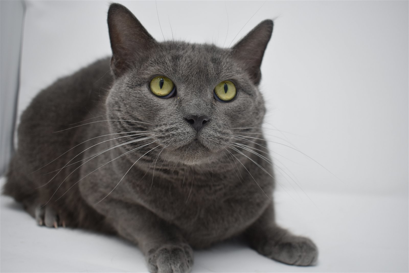 Carla, an adoptable Domestic Short Hair in Williamston, MI, 48895 | Photo Image 3