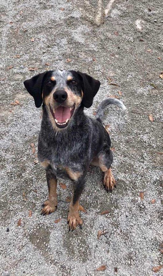 Jager, an adopted Bluetick Coonhound & Tennessee Treeing Brindle Mix in Suffolk, VA_image-1