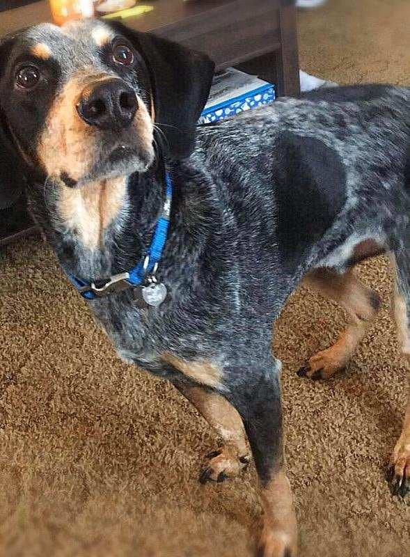 Jager, an adopted Bluetick Coonhound & Tennessee Treeing Brindle Mix in Suffolk, VA_image-2