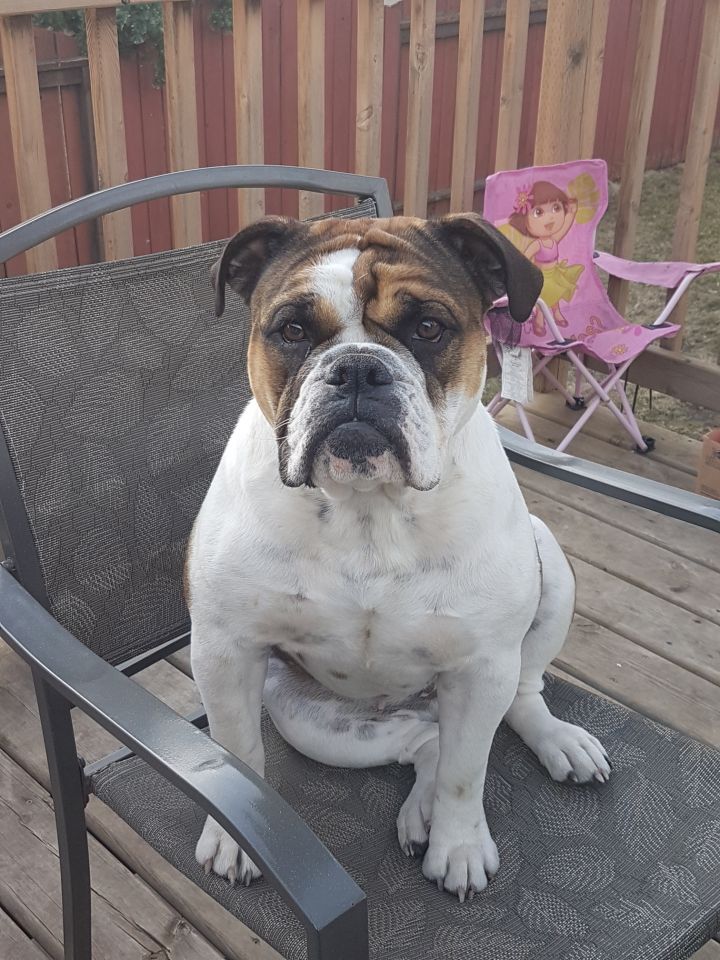 45 Best Images Bulldog Rescue Park Ridge Il / Adopt Toby On Petfinder Bulldog Rescue English Bulldog Dog Bulldog Dog