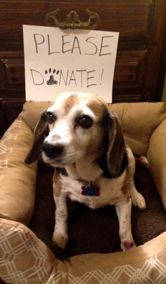 Senior savers program, an adoptable Beagle in Prairieville, LA, 70810 | Photo Image 3