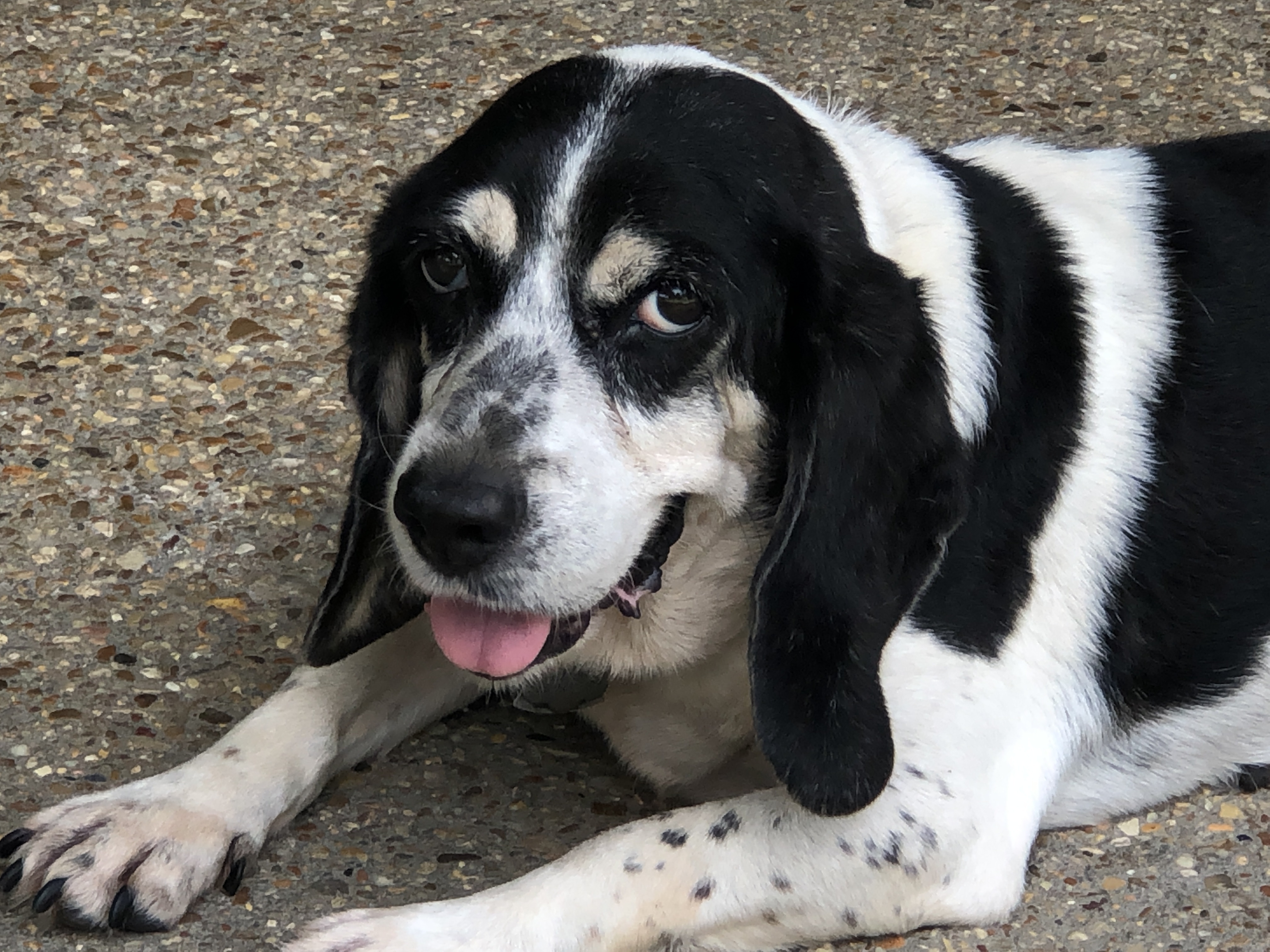 Senior savers program, an adoptable Beagle in Prairieville, LA, 70810 | Photo Image 3