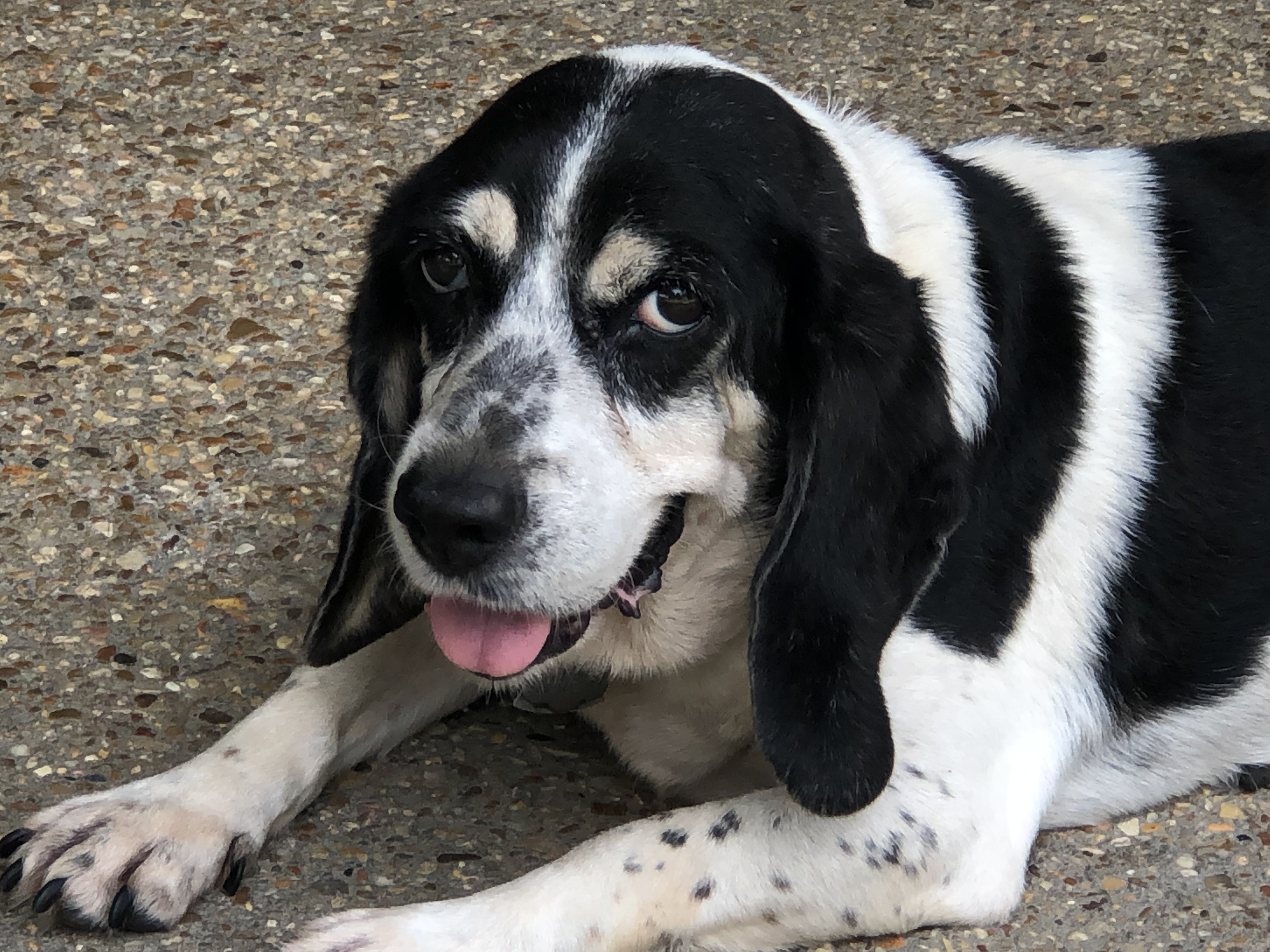 Senior savers program, an adoptable Beagle in Prairieville, LA, 70769 | Photo Image 4