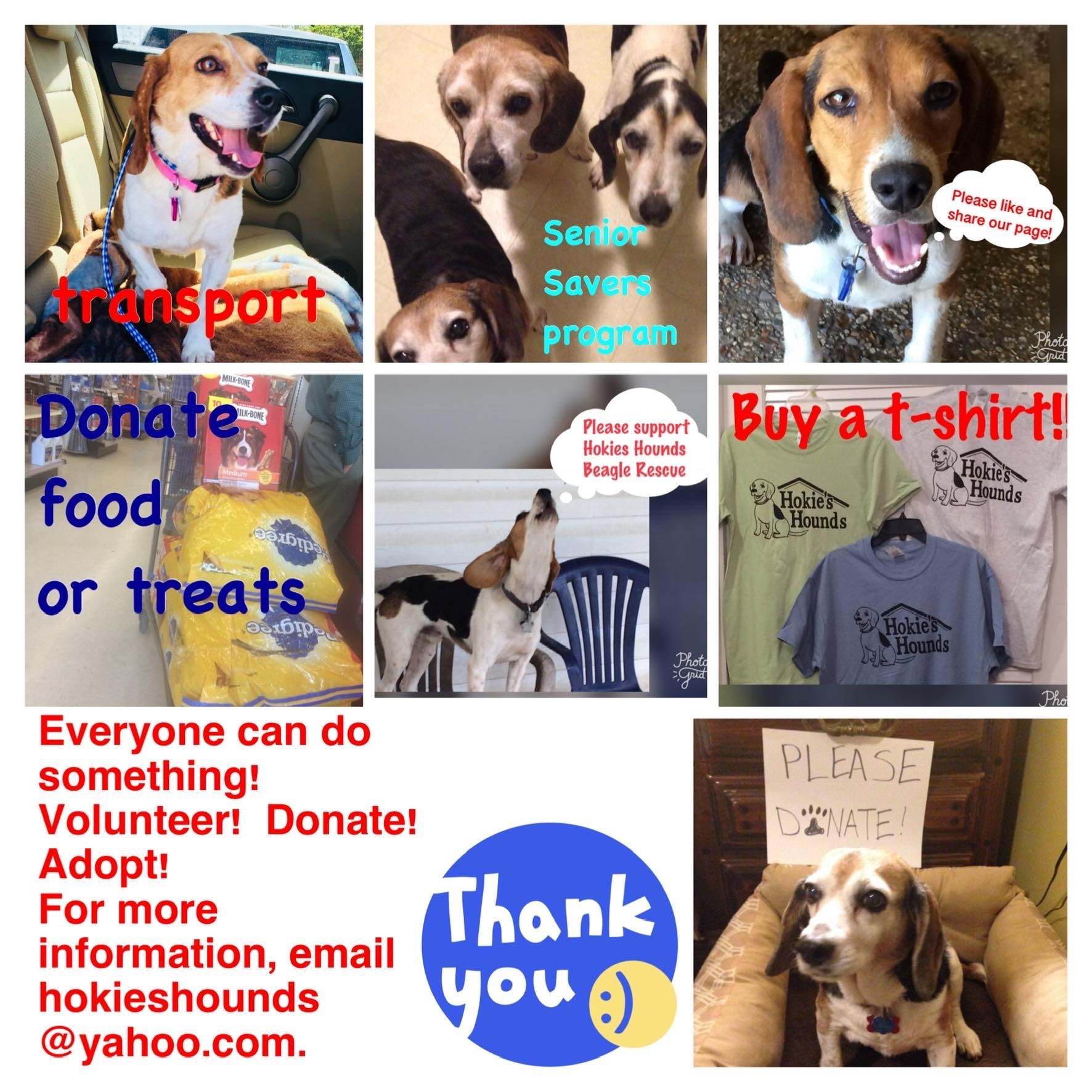 Senior savers program, an adoptable Beagle in Prairieville, LA, 70810 | Photo Image 1