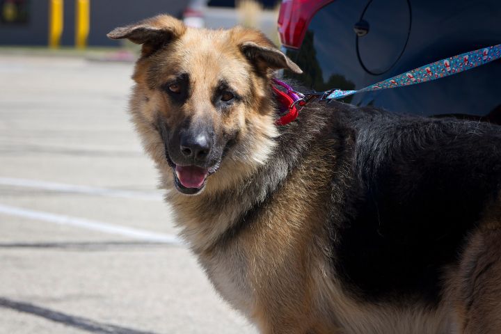 Ambrose (Needs a Foster), an adopted German Shepherd Dog in Suamico, WI_image-6