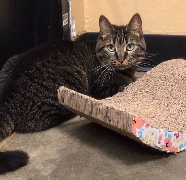 Autumn, an adoptable Domestic Short Hair in Covington, LA, 70433 | Photo Image 1