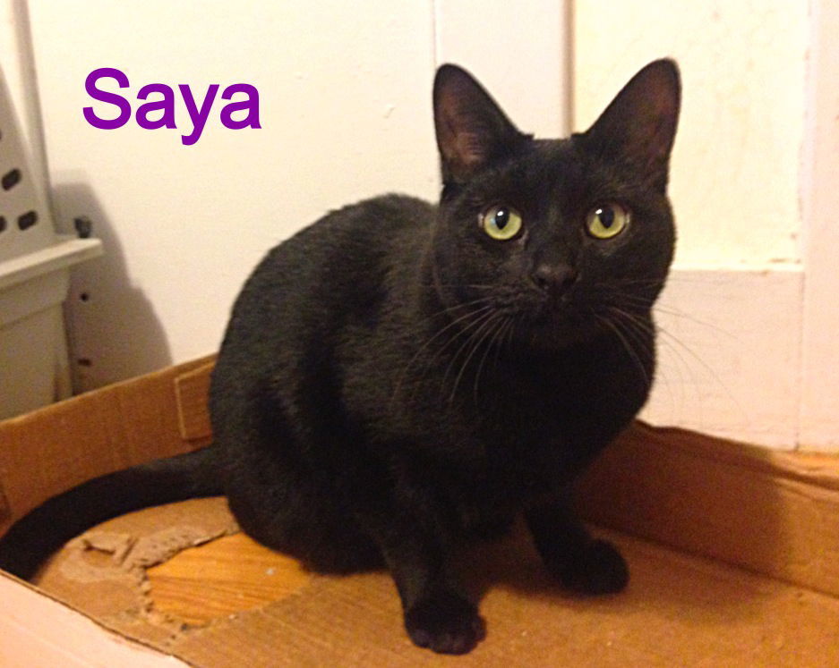 Saya, an adoptable Domestic Short Hair in Williamston, MI, 48895 | Photo Image 2