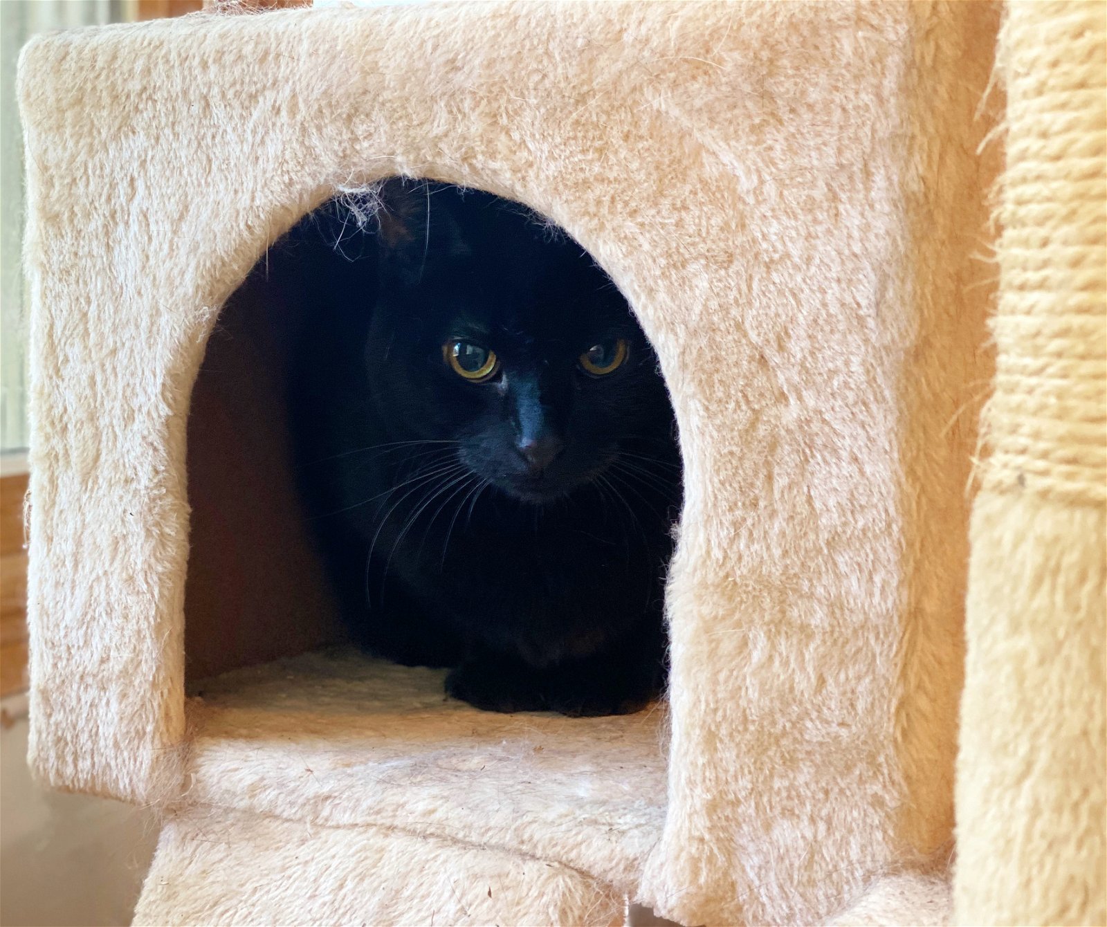 Saya, an adoptable Domestic Short Hair in Williamston, MI, 48895 | Photo Image 1