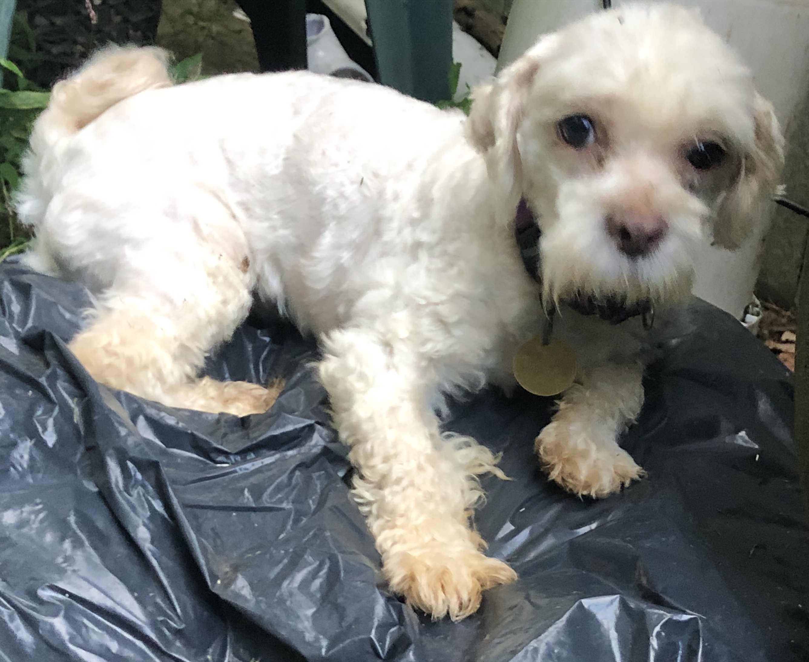 Dog For Adoption Ray Aka Oscar The Grouch A Maltese In Oak Ridge Nj Petfinder