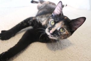 Violet-Reduced Adoption Fee