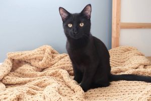 Hyacinth-Reduced Adoption Fee